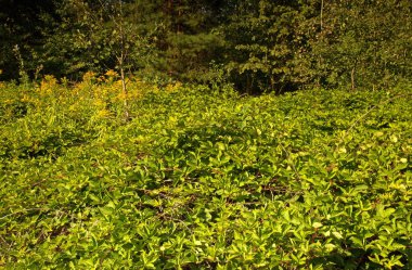 Yaz aylarında yabani böğürtlen çalılar