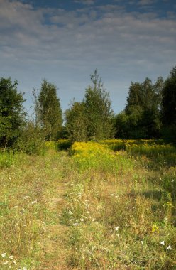 Yaz bir orman çayır yol