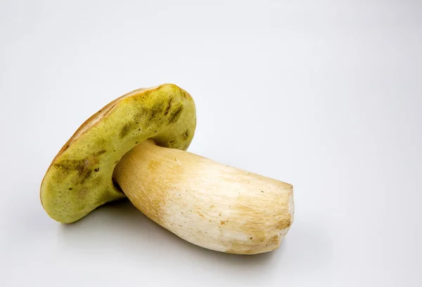 Vackra boletus (Boletus edulis) isolerade på vit bakgrund — Stockfoto