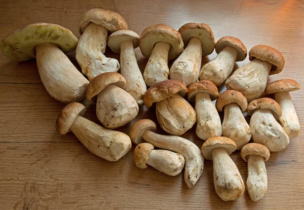 Freshly harvested boletus on a wooden table — Stock Photo, Image