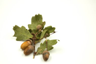 Meşe palamudu ile doğal, sonbahar kompozisyon