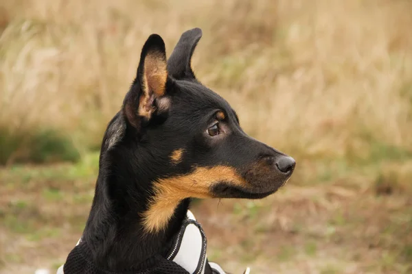 Portrait of a Polish Mongrel dog — Stock Photo, Image