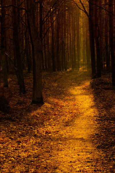 A forest road photographed against the light in warm orange tones. Poland in November. Vertical view.