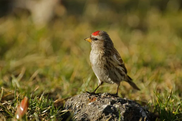 Rotkehlchen (carduelis flammea) sitzt auf einem Stein — Stockfoto