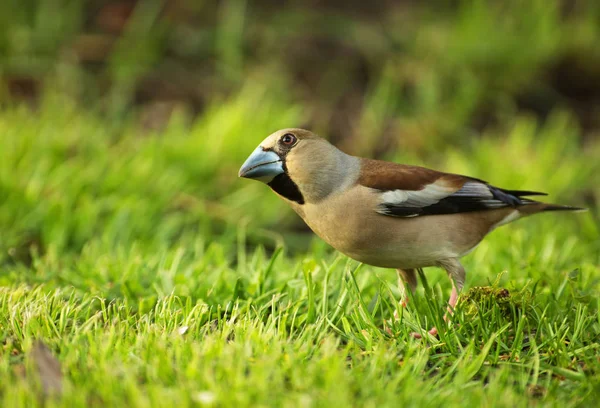 Hawfinch (Coccothraustes coccothraustes) — Stock Photo, Image