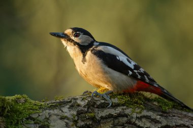 Büyük Benekli Ağaçkakan (Dendrocopos major)