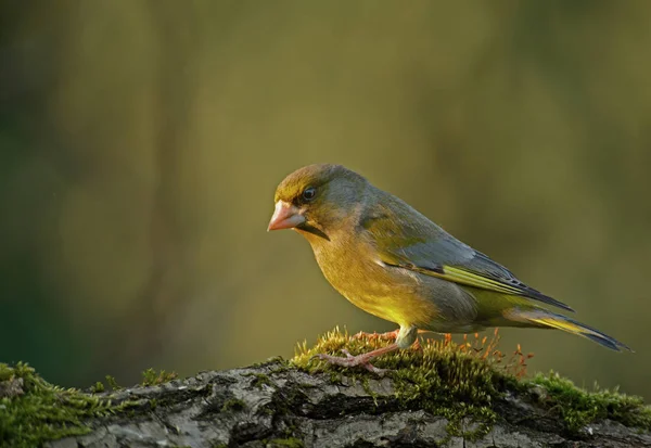 Greenfinch (Carduelis chloris) in the morning light — Stock Photo, Image