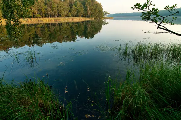 Lago Medio Bosque Con Bancos Cubiertos Árboles Bajo Cielo Azul —  Fotos de Stock