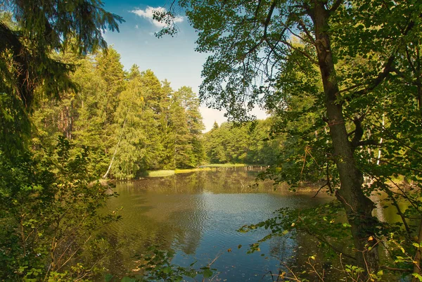 Středolesní Jezero Břehy Zarostlými Stromy Pod Modrou Oblohou Bílými Mraky — Stock fotografie