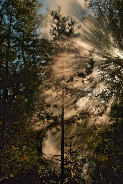 Promienie Słońca Świecą Przez Mgłę Okrytą Koronach Drzew Lesie Piękny — Zdjęcie stockowe