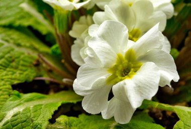 Bahçede büyüyen beyaz bir Petunya çiçeğinin (Petunia juss) yakın çekimi. Poland.Yatay görünüm.
