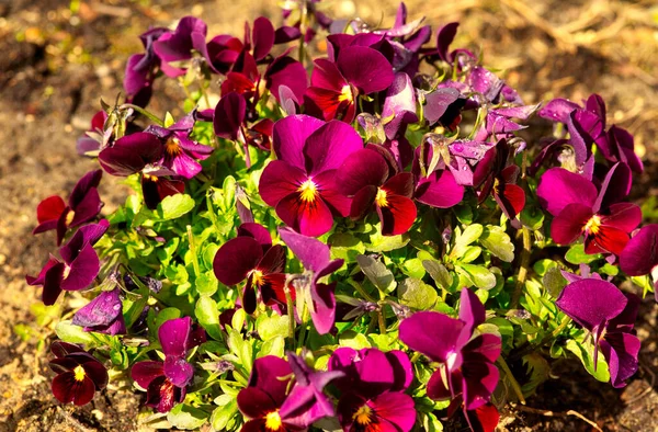 Close View Clump Fresh Blooming Flowers Garden Bransy Viola Wittrockiana — Zdjęcie stockowe