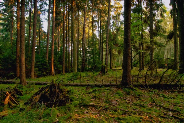 Dziki Las Starymi Świerkami Gęstym Zarostem Jesiennego Poranka Parku Narodowym — Zdjęcie stockowe
