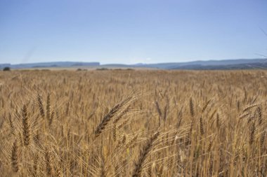 Güneşli bir günde buğday tarlası. Altın buğday tohumları.