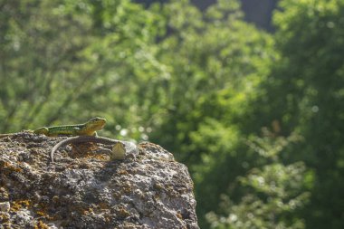 Bir taşta iki kertenkele. Sürüngenler güneşin tadını çıkarırlar..