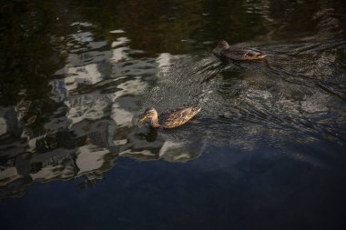 Güneşli bir günde suda ördekler.