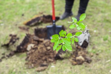 Bahçıvan toprağa kürekle tohum eker..