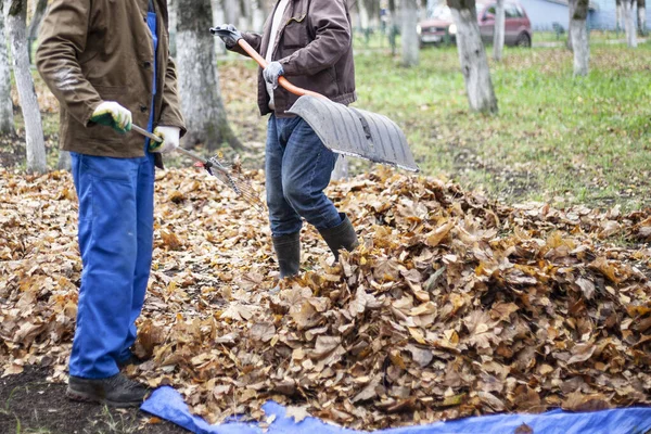 Leveleket gyűjtök az utcán. A kertészek lehullott leveleket szüretelnek egy nagy halomban. — Stock Fotó