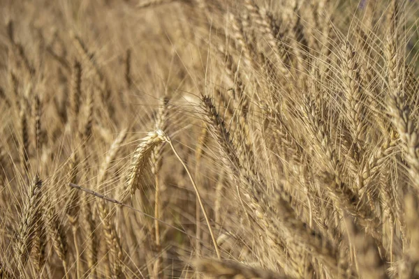 Campo de trigo en un día soleado. Semillas de trigo dorado . — Foto de Stock