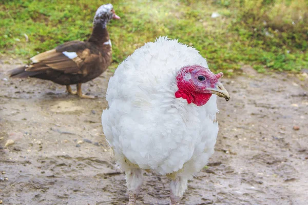 Turkey on the farm. White turkey is walking.