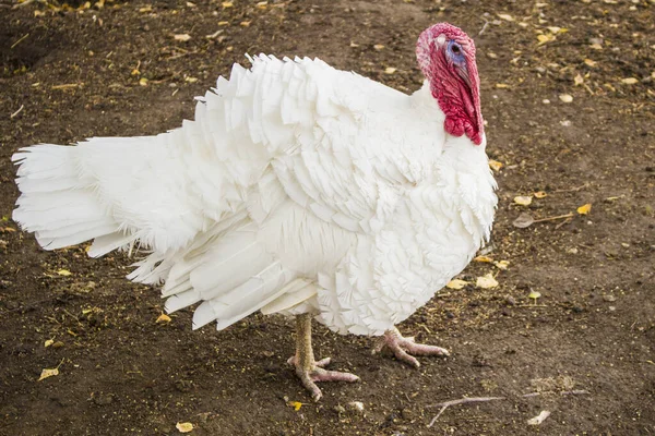 Turquía en la granja. El pavo blanco camina . — Foto de Stock