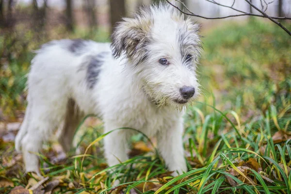 Egy gyönyörű kutya fehér bundával sétál a természetben.. — Stock Fotó