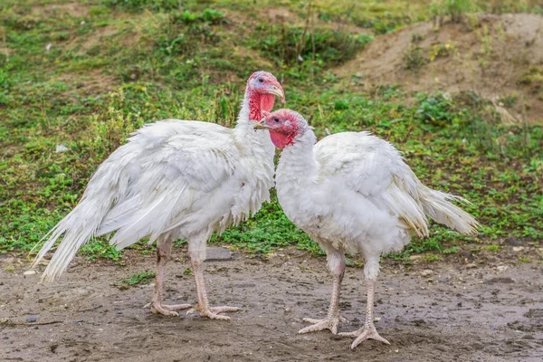 Turquía en la granja. El pavo blanco camina . — Foto de Stock