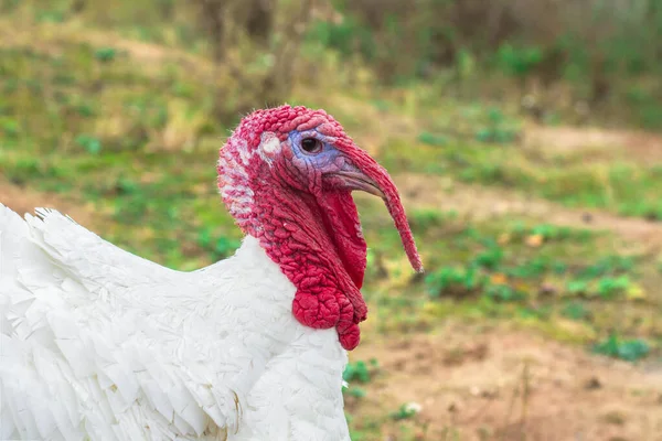 Turquía en la granja. El pavo blanco camina . — Foto de Stock