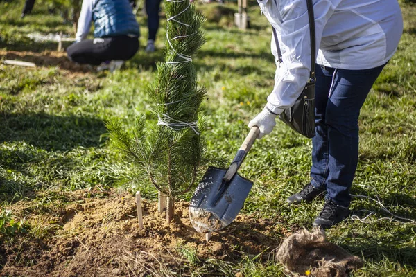 A man is planting a tree. A seedling of a plant is dug in the ground. — Stock Photo, Image