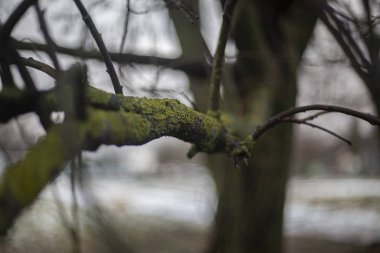 Ağacın dalı. Yağmurdan sonra bulutlu arkaplan.