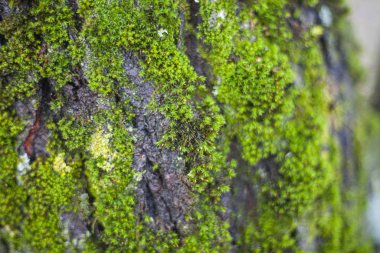 Ağacın üzerindeki yosun dokusu. Doğada yeşilin birleşimi.