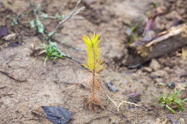 Toprağa çam filizleri dikildi..