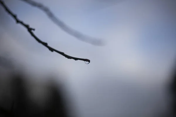 Ast eines Baumes. Bewölkter Hintergrund nach Regen. — Stockfoto