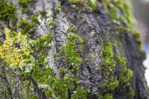 Ağacın üzerindeki yosun dokusu. Doğada yeşilin birleşimi. — Stok fotoğraf
