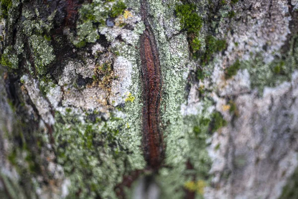 De textuur van het mos op de boom. De combinatie van groen in de natuur. — Stockfoto