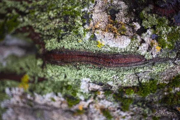 The texture of the moss on the tree. The combination of green in nature. — ストック写真