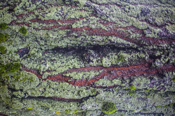 A textura do musgo na árvore. A combinação de verde na natureza . — Fotografia de Stock