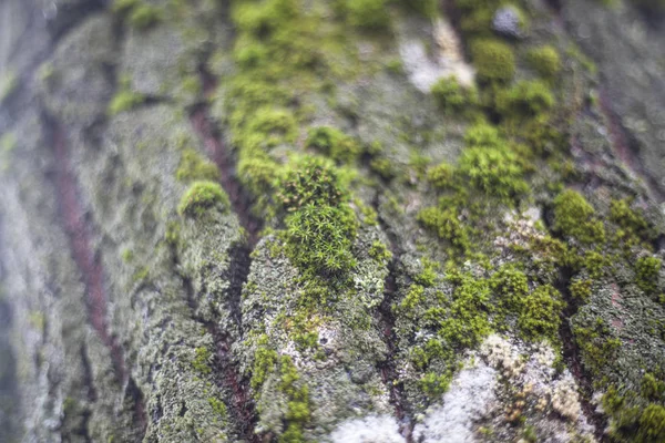 The texture of the moss on the tree. The combination of green in nature. — ストック写真