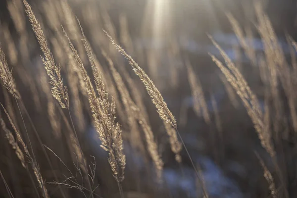 Hierba al sol. Fondo vegetal natural . — Foto de Stock