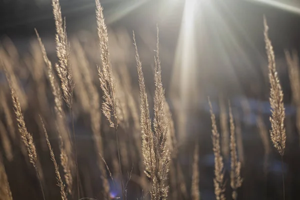 Hierba al sol. Fondo vegetal natural . — Foto de Stock