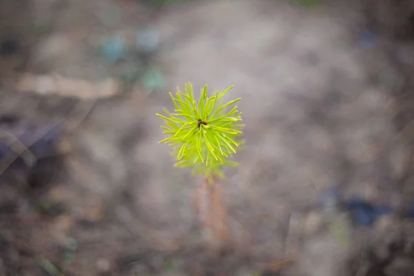 Pine sprout planted in the ground. — ストック写真
