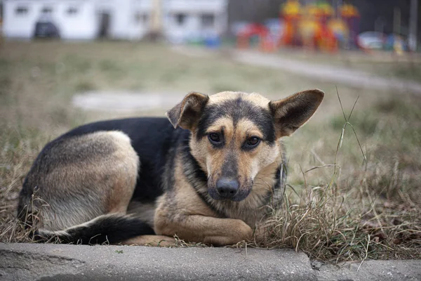 El perro se congela en la calle. Perro abandonado . — Foto de Stock