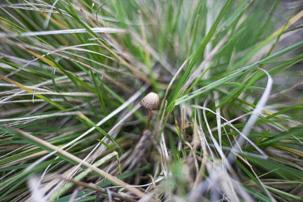 Psilocybe cogumelo alucinógeno cresce na grama . — Fotografia de Stock