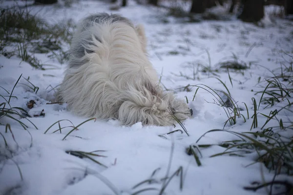 Cane Con Peli Bianchi Una Passeggiata Nella Foresta Cane Allegro — Foto Stock