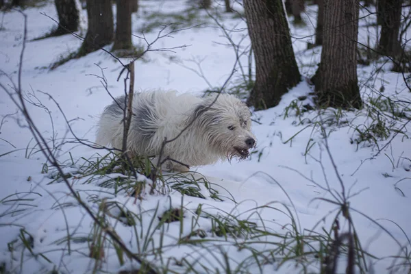 Hund Mit Weißem Fell Für Einen Waldspaziergang Ein Fröhlicher Und — Stockfoto