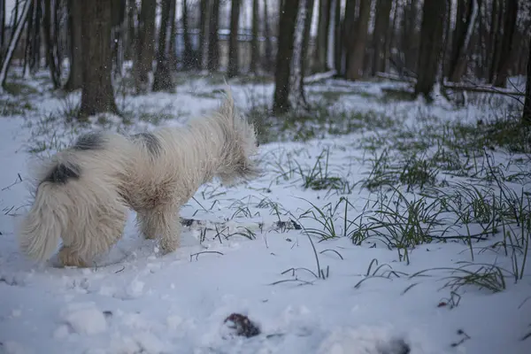 Hund Mit Weißem Fell Für Einen Waldspaziergang Ein Fröhlicher Und — Stockfoto