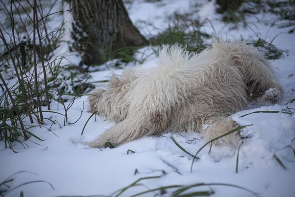 Hund Mit Weißem Fell Für Einen Waldspaziergang Ein Fröhlicher Und — Stockfoto