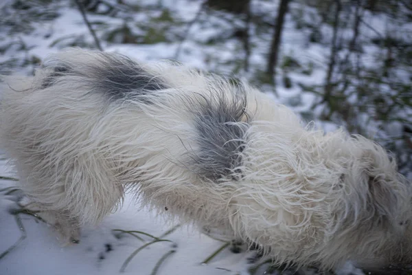 Hund Mit Weißem Fell Für Einen Waldspaziergang Ein Fröhlicher Und — Stockfoto