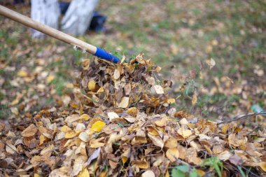Kuru yaprakları topluyorum. Sokaklarda düzeni sağlamak. Düşen yapraklar bir yığın halinde toplanır. Bahçıvan işi tırmık. Şehirde bir gelişme var. Kuru yapraklar yerde bir katman oluşturur..