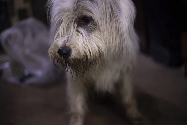 Fehér Kutya Aranyos Ahogy Kamerába Néz Farok Terrier Keveréke Család — Stock Fotó